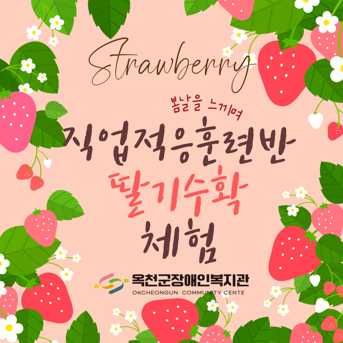 직업적응훈련반 딸기수확 체험실시
